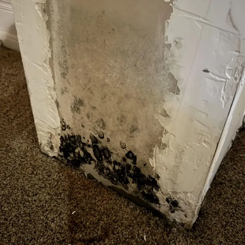 Professional Mold Removal in Saratoga, CA
